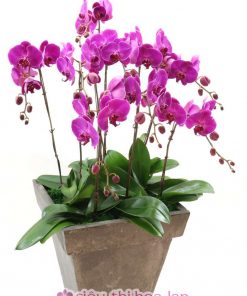 Chậu lan hồ điệp tím - màu thủy chung