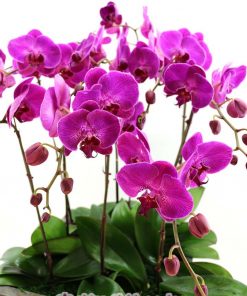 Chậu lan hồ điệp tím - màu thủy chung