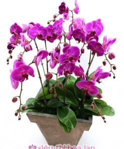 Chậu lan hồ điệp tím - màu thủy chung