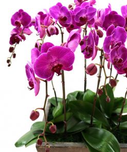 Chậu lan hồ điệp tím - màu thủy chung