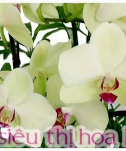 Chậu lan hồ điệp trắng phú quý