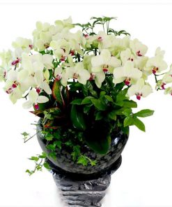 Chậu lan hồ điệp trắng phú quý