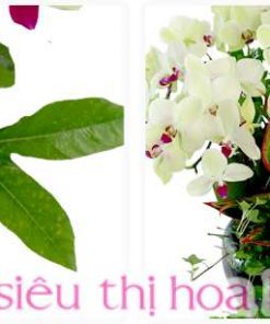 chau lan ho diep trang phu quy 3