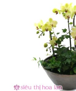 Chậu hoa lan hồ điệp vàng 4 cành Chậu lan hồ điệp vàng 4 cành