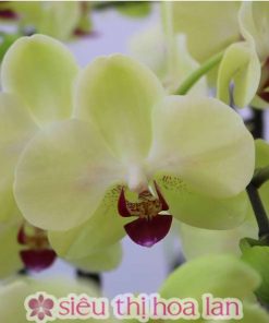 Chậu hoa lan hồ điệp vàng 4 cành Chậu lan hồ điệp vàng 4 cành