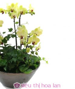 Chậu hoa lan hồ điệp vàng 4 cành Chậu lan hồ điệp vàng 4 cành