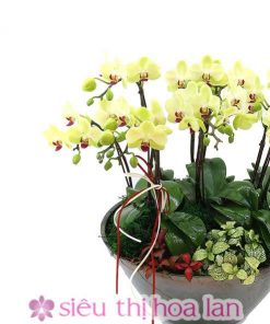 Chậu hoa lan hồ điệp màu vàng 10 cành LHD-MV-10-CS-10-01 Chậu lan hồ điệp vàng chưng ngày tết