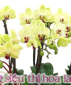Chậu hoa lan hồ điệp màu vàng 10 cành LHD-MV-10-CS-10-01 Chậu lan hồ điệp vàng chưng ngày tết