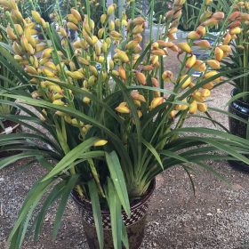 Địa lan Đà Lạt Tết