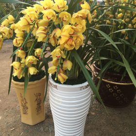 Địa lan Đà Lạt vàng hoàng hậu