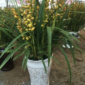 Địa lan Đà Lạt vàng SJC