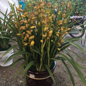 Địa lan Hàn Quốc vàng chanh