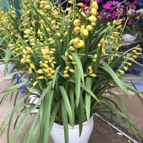 Địa lan Sapa vàng mít