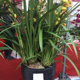 Địa lan Sato vàng chanh