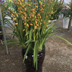 Địa lan Thái Lan vàng mít