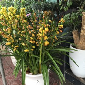 Địa lan vàng hoàng hậu