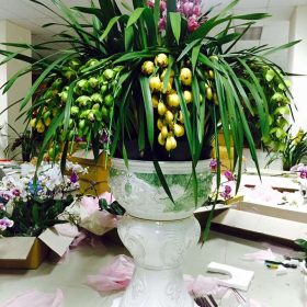 Địa lan vàng hoàng hậu hút tài lộc