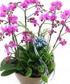 Hồ điệp 6 cành gặt hái thành công