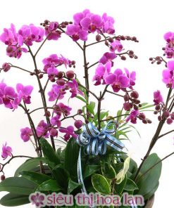 Hồ điệp 6 cành gặt hái thành công