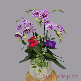 Hoa lan hồ điệp tặng sinh nhật