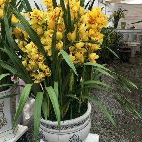 Hoa địa lan Đà Lạt vàng mít