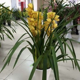 Hoa địa lan Đài Loan 3 cành