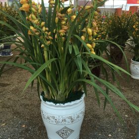 Hoa địa lan Hàn Quốc nhập khẩu