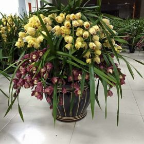 Hoa địa lan Sato 2 tầng