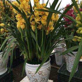 Hoa địa lan Thái Lan