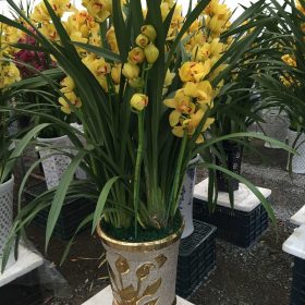 Hoa địa lan vàng chanh Sapa Hoa địa lan vàng chanh Sapa