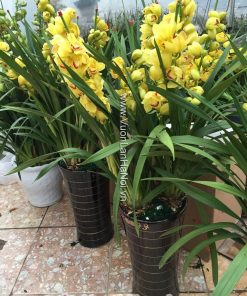 Hoa địa lan vàng Hoàng Hậu