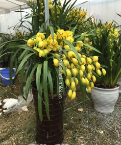 Hoa địa lan vàng Hoàng Hậu