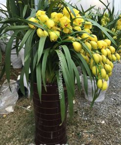 hoa dia lan vang hoang hau 4