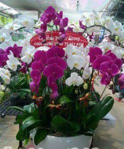 hoa-lan-ho-diep-chuc-mung