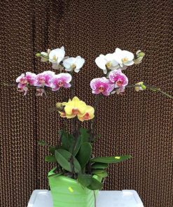 Chậu hoa lan hồ điệp màu đa sắc 7 cành hoa-lan-ho-diep-da-sac-chau-5-canh