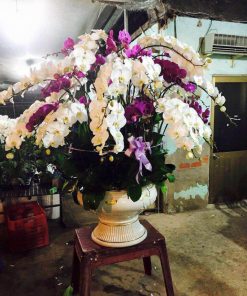 hoa-lan-ho-diep-hoi-nghi-2022