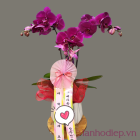 Chậu hoa lan hồ điệp 2 cành