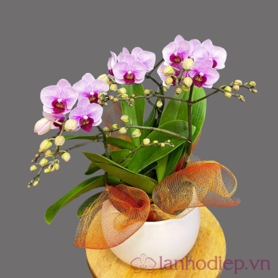 Chậu hồ điệp 3 cành lan ho diep 3canh 3