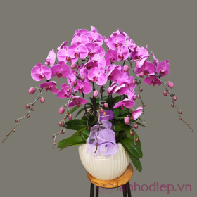 Lan hồ điệp tím tặng người yêu