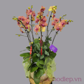 Chậu lan hồ điệp tím cam