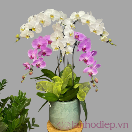 lan ho diep chim en