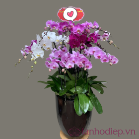 Chậu lan hồ điệp – quà Tết