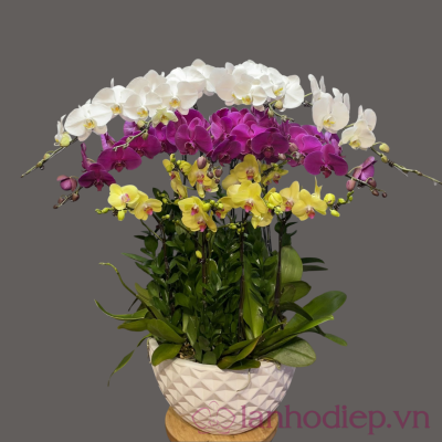 Hoa hồ điệp mừng khai trương lan ho diep da sac 10canh 2
