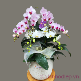 Chậu hoa lan hồ điệp Tết đẹp