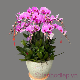 Hoa lan hồ điệp đẹp trưng ngày Tết