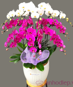 Hoa lan hồ điệp chúc mừng
