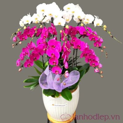 lan ho diep hanh phuc