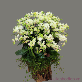 Chậu hồ điệp đa sắc hội nghị 60 cành Chậu hồ điệp đa sắc hội nghị 60 cành