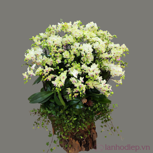 lan ho diep hoi nghi 60c