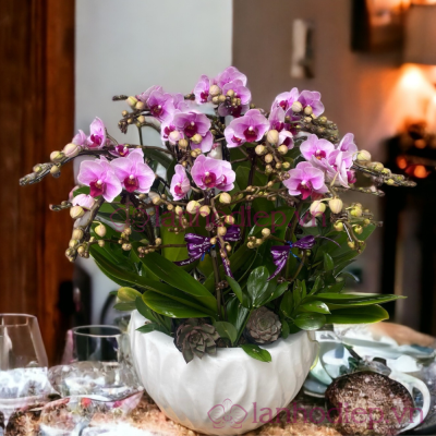 Chậu hồ điệp đem lại may mắn lan ho diep hong